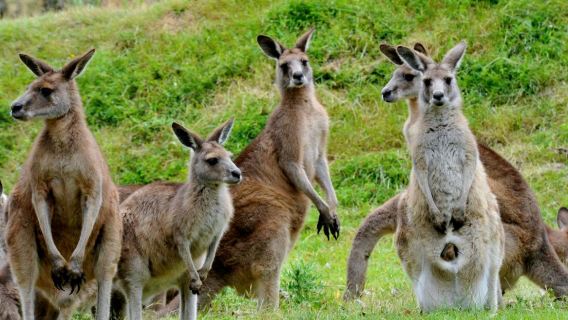 Excursión de un día a la Isla Phillip, el Parque de Conservación de Vida Silvestre Moonlit Sanctuary y el Centro The Nobbies en Australia