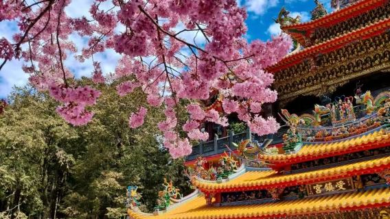 Taiwan Perkhidmatan Pengangkutan Titik ke Titik Hotel/Stesen Kereta Api Lapangan Terbang Taichung Ching Chuan Kang+/sewaan peribadi/perancangan perjalanan tersuai