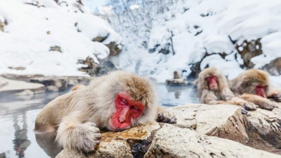 From Tokyo | Snow Monkeys at Jigokudani Yaen-Koen & Beef Sukiyaki in Nagano