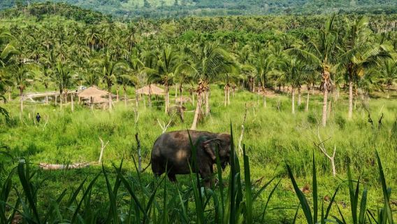 From Bangkok: Living Green Elephant Sanctuary Day Trip