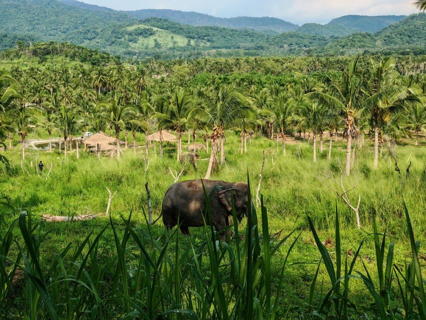 Desde Bangkok: Excursión de un día al Santuario de Elefantes Living Green