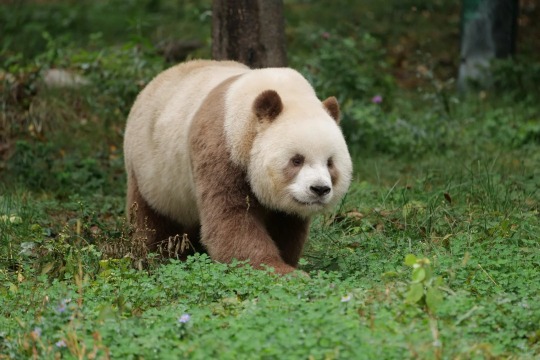 Qi Zai, the world's only brown giant panda, at the Xi'an Panda