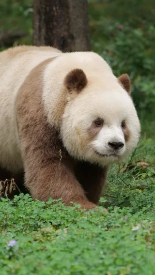 Qi Zai, the world's only brown giant panda, at the Xi'an Panda Base