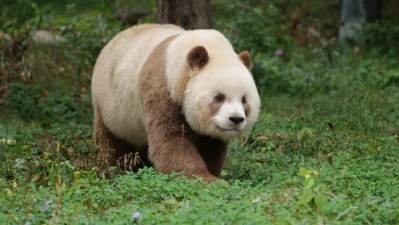 Qi Zai, the world's only brown giant panda, at the Xi'an Panda Base