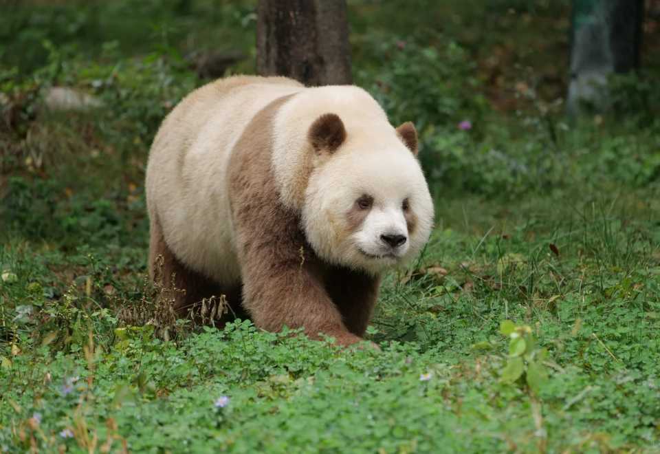 Qi Zai, the world's only brown giant panda, at the Xi'an Panda