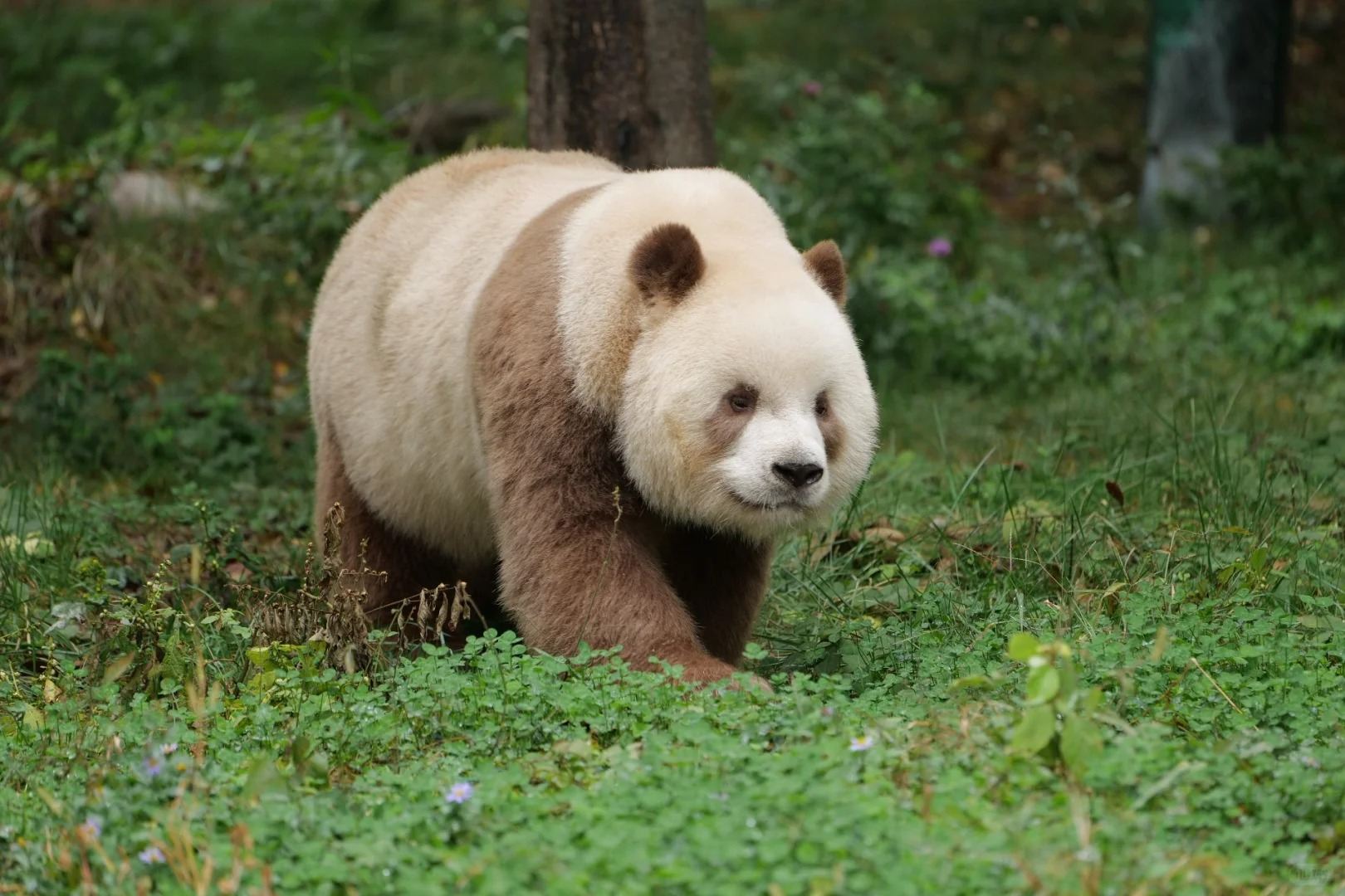 Qi Zai, the world's only brown giant panda, at the Xi'an Panda Base