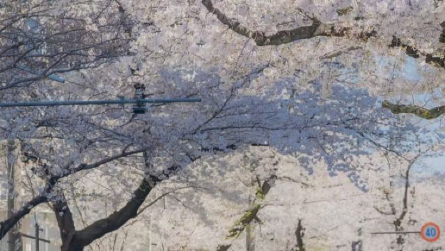 櫻花季東京包車：皇居+淺草寺+御台場海濱公園+東京鐵塔+銀座