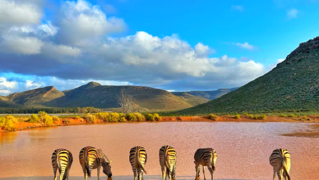【開普敦包車】開普敦來回-阿奎拉保護區（五大獸保護區）