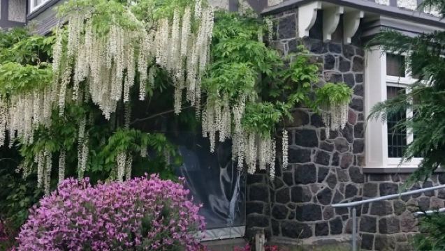 紐西蘭基督城機場接駁