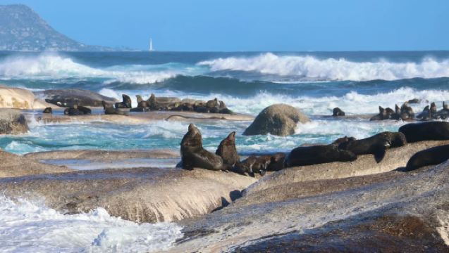 Lawatan sehari di Afrika Selatan: [Sewaan peribadi 10 jam]