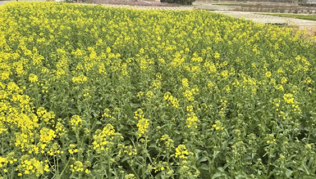 西安來回寧陝蒼龍峽+漁灣村+寧陝老街1日遊【賞油菜花】