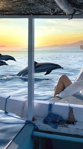 Bali Lovina VIP Private Car Dolphin Chasing 1-Day Tour [Optional Private Boat/Snorkeling/Fishing]