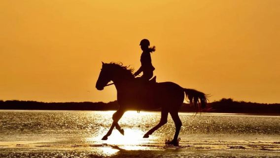 Horseback riding through dunes and pine forests to Side Beach