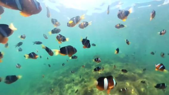 Hong Kong Sai Kung NEMO Clownfish Snorkeling Tour