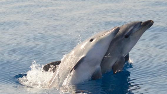 Alghero: Dolphin Watching Tour with Marine Researcher