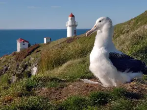 Dunedin City Highlights, Otago Peninsula Scenery & Albatross Guided Tour