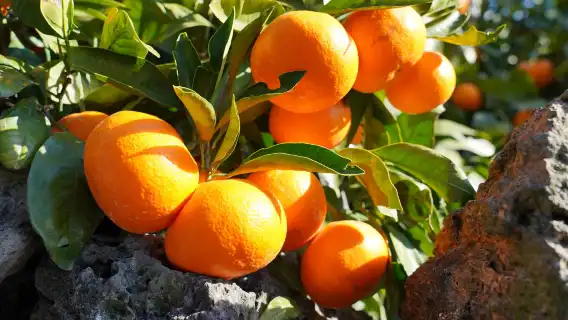 ทัวร์วันกรุ๊ปเล็กเกาะเชจู - ตะวันออก