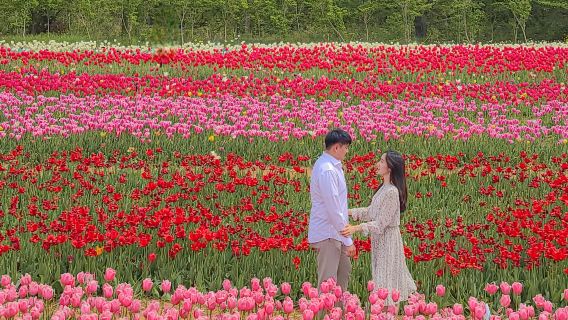 Taean Tulip Festival + Strawberry Picking One Day Tour (From Seoul, Spring Special)