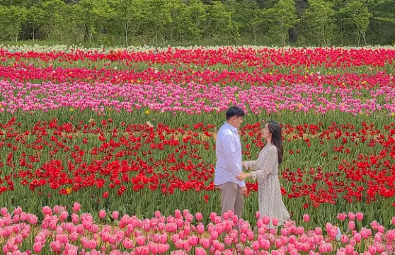 泰安鬱金香節慶典+鮮採草莓一日遊 (首爾出發, 春季限定)