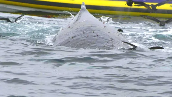 Tasmania Speedboating 3-Hour Experience + Tasman Peninsula one-day tour with Breakfast and Lunch