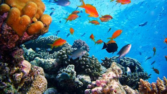 Marsa AlamExperiences