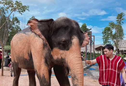 [Family Getaway] Phuket Mae Wang Kocho Elephant Camp: Half-Day Tour including close interaction, feeding, and bathing.