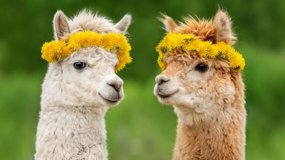 Alpaca World + Nami Island + Gangchon Railbike One Day Tour (From Seoul)