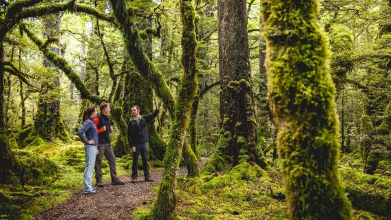 Fiordland National Park + Milford Sound Sightseeing Cruise one-day tour