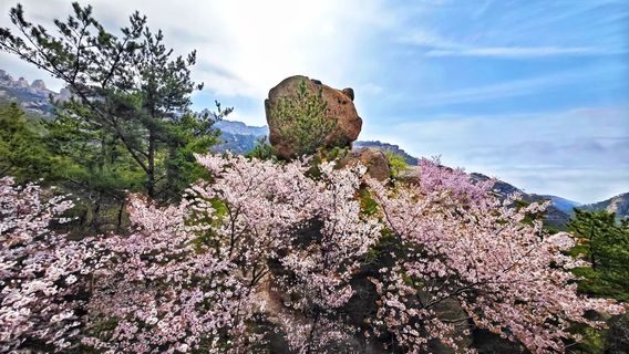 青島日遊