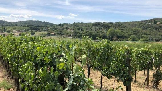 MontalcinoExperiences