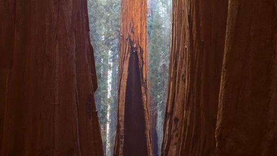 美國洛杉磯!巨杉國家公園/帝王峽谷包車12h【精選老司機】