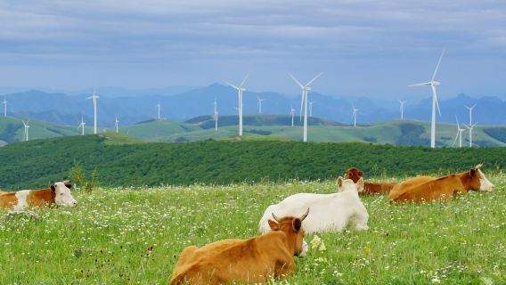 河北承徳:万里の長城金山嶺(北京エリア)+豊寧壩上草原【貸切チャーター|中日英ガイド】C