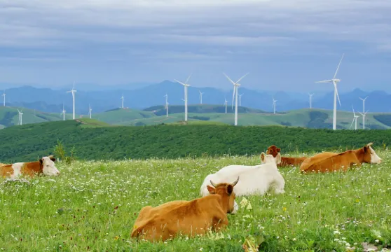 河北承德:金山嶺長城+豐寧壩上草原【包車|中英文導遊】C