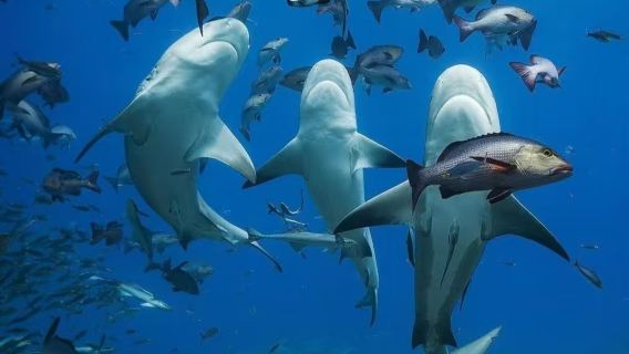 Suva, Fiji + Suva Traditional Market + Pacific Harbour - Explore Fiji's two borders - private charter itinerary adjustable