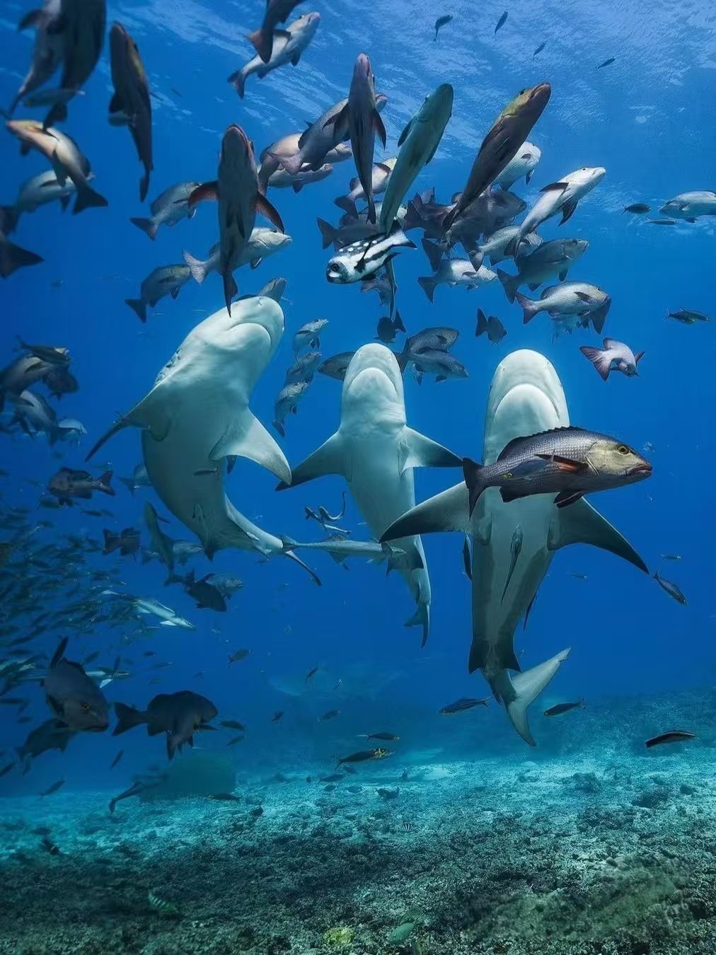 Fiji Suva + Suva Municipal Market + Pacific Harbour - Explore Fiji's Dual Realms - Private Charter Itinerary Adjustable