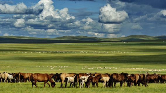 One-Day Private Chartered Car Tour from Hohhot to Huitengxile Grassland