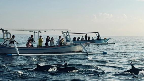 Bohol : observation des dauphins et Excursion d'une journée avec tuba à Pamilacan | Transfert Aller-retour
