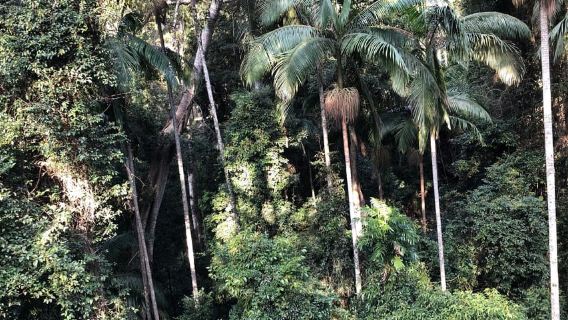 TamborineTours