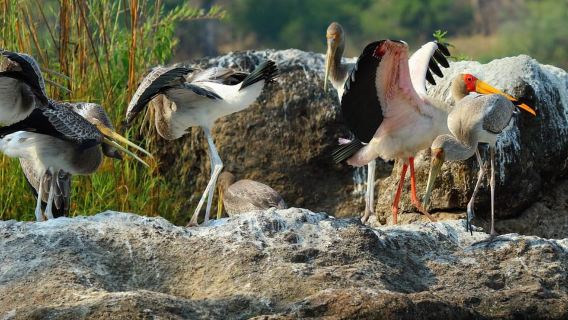 From Kasane: Chobe River Sunset Cruise