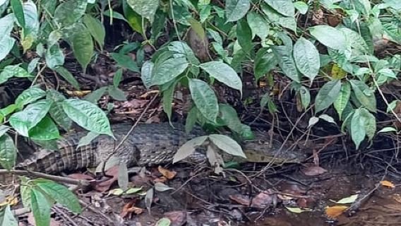Tortuguero: tour in kayak attraverso i canali naturali