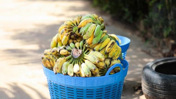 Koh Samui: Ethical Elephant Sanctuary Tour mit Mittagsbuffet