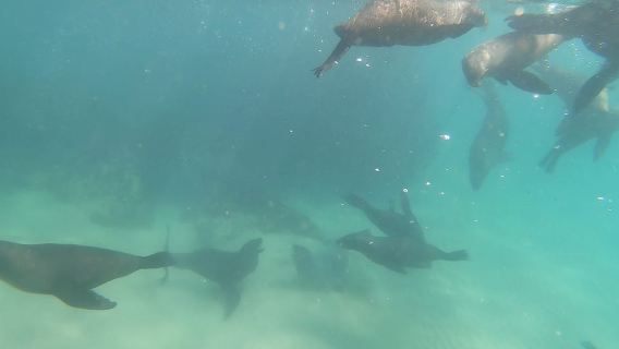 Plettenberg Bay: Seal Swimming Experience