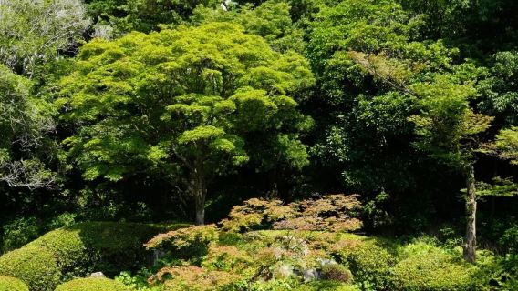 日本福岡市區網紅景點包車/可熊本別府綠牌5-14座包車-精選