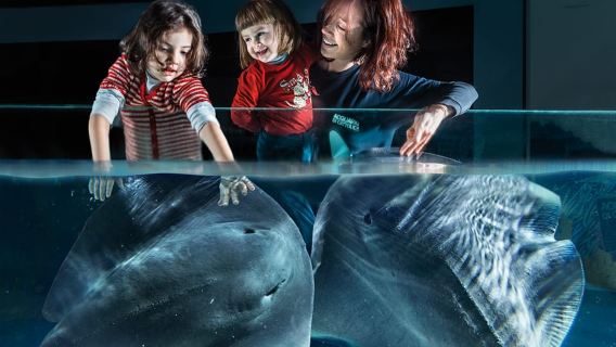 Eintrittskarte für das Aquarium von Cattolica