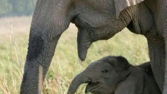 Safari Công viên Quốc gia Minneriya – Ngắm nhìn Voi hoang dã từ cự ly gần