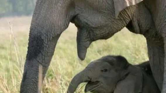 Minneriya National Park Safari – See Wild Elephants Up Close