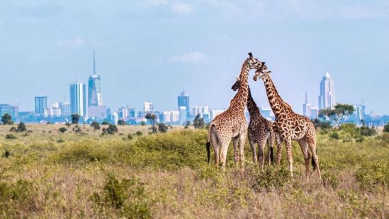 Safari d'une demi-journée dans le parc national de Nairobi