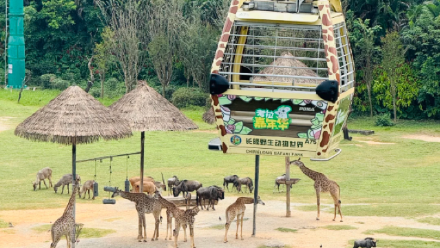 Guangzhou Chimelong Panda/Chimelong/Xiangjiang/1 noche 2 días/2 noches 3 días con acceso ilimitado + Mundo de los Animales + Mundo de la Alegría + Mundo de las Aves, opcional entre Gran Circo o paquete con buffet
