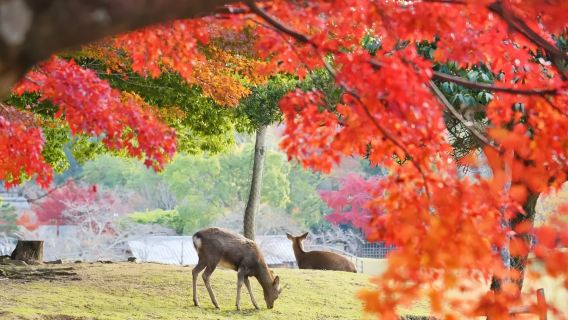 Nara Kyoto Twin Cities Pilgrimage 1-day Tour: Nara Park + Fushimi Inari Taisha + Byodo-in Temple