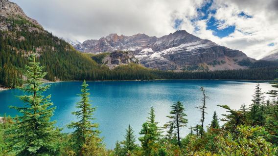 1-day tour of Bow Lake + Peyto Lake + Lake Louise Village in Banff National Park, Canada